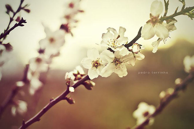 beatiful-dream-colorful-pedro-terrinha-photography